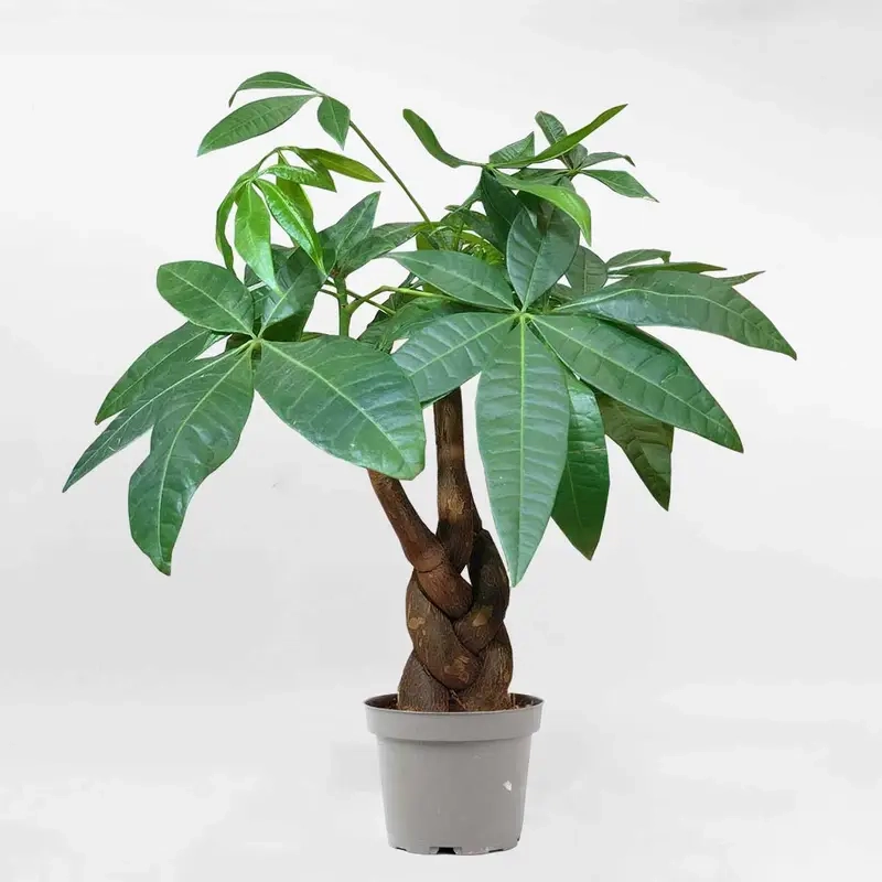 Cây phong thủy theo tuổi theo ngũ hành cân bằng