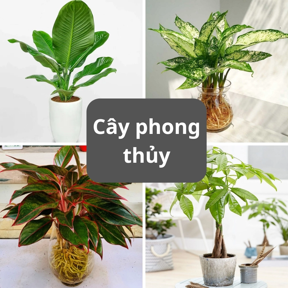 Thư viện hình ảnh cây phong thủy đa dạng