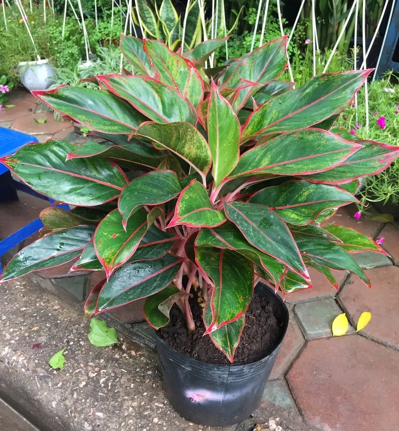 Góc nhà thêm sinh khí nhờ hình ảnh cây phú quý ra hoa