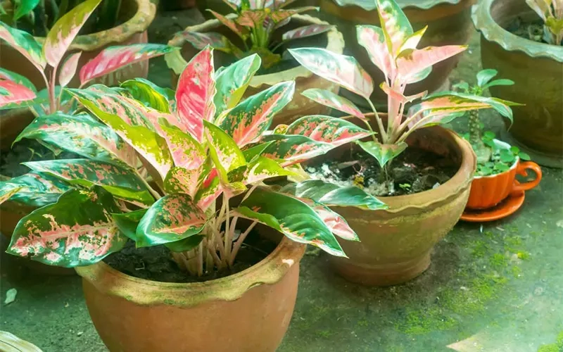 Cảm hứng thiên nhiên lan tỏa từ ảnh cây phú quý đẹp