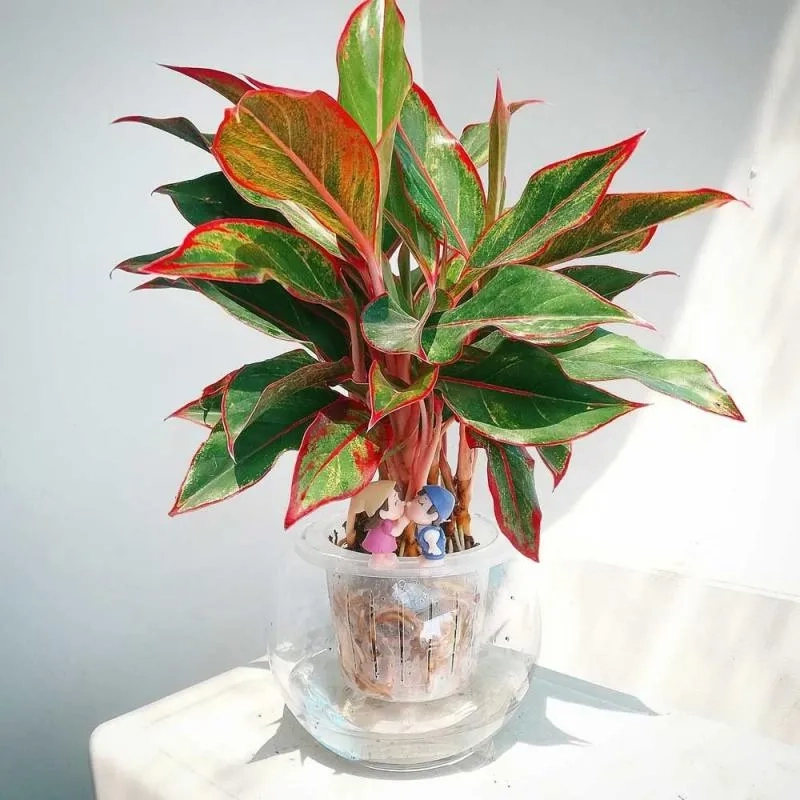 Không gian ấm áp hơn khi đặt cây phú quý trong nhà