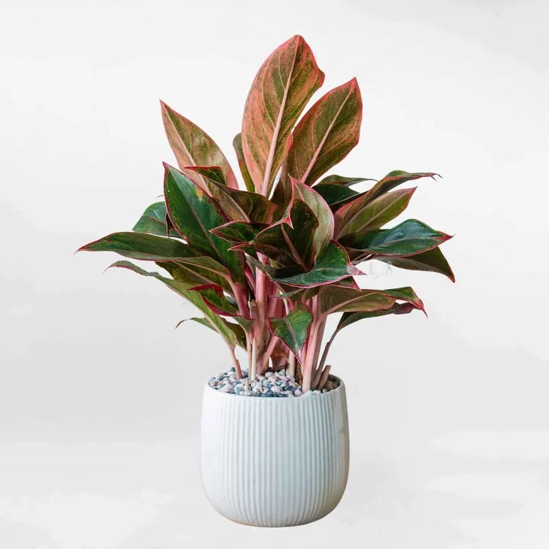 Bàn làm việc thêm sinh động nhờ cây phú quý để bàn