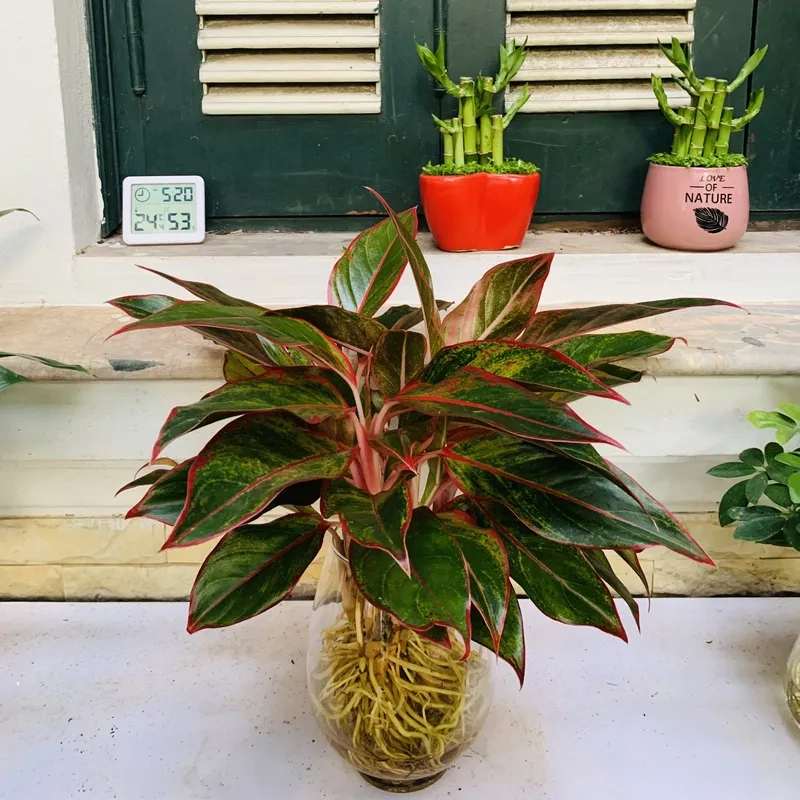 Môi trường làm việc tươi mới với cây phú quý văn phòng