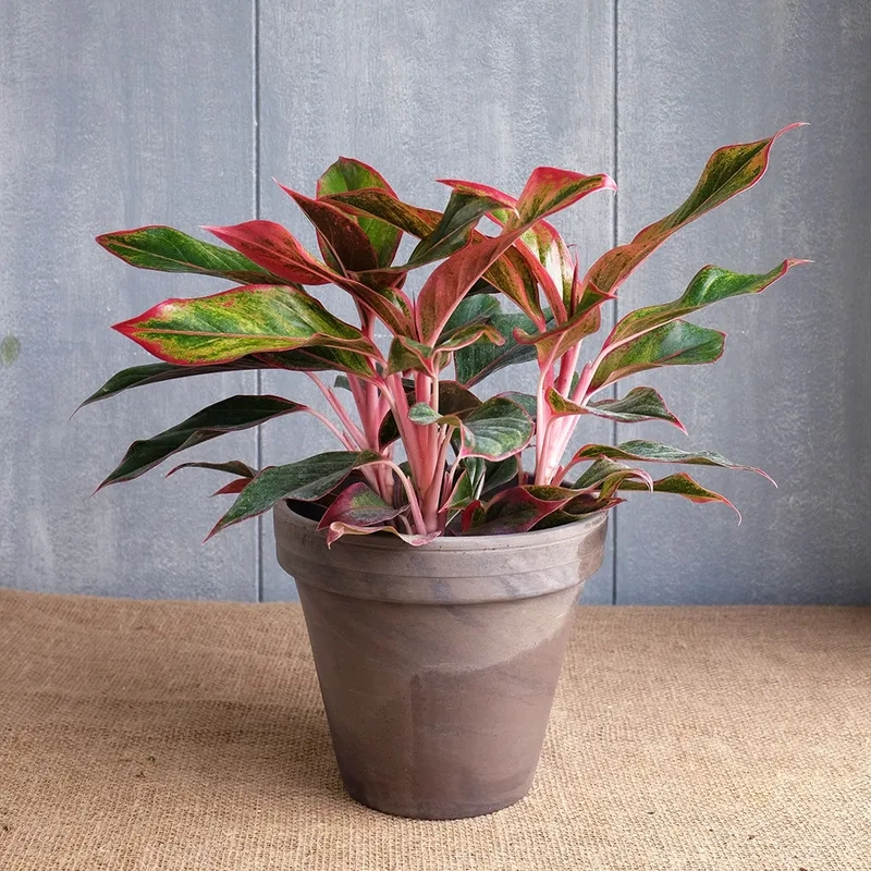 Ai cũng mê mẩn trước dáng vẻ cây phú quý đẹp