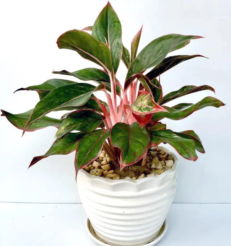 Không gian hiện đại hơn với cây phú quý trang trí