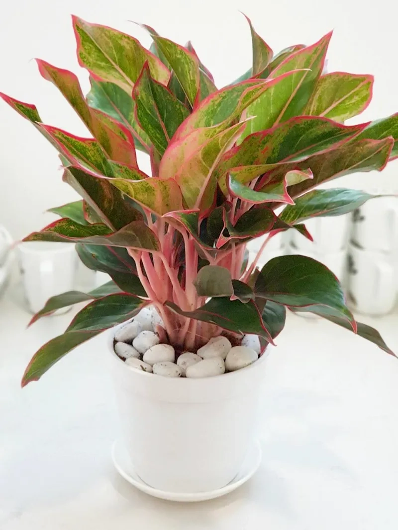 Màu lá hài hòa tạo điểm nhấn từ cây phú quý xanh