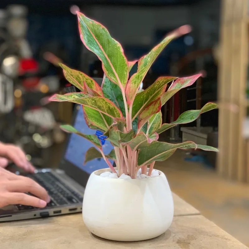 Thiết kế nhà ở nổi bật nhờ cây phú quý nội thất