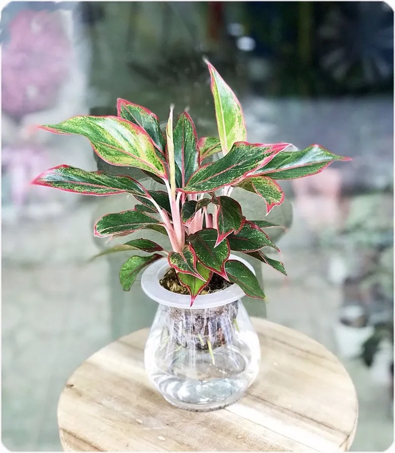 Ban công thêm sức sống với cây phú quý chậu xinh