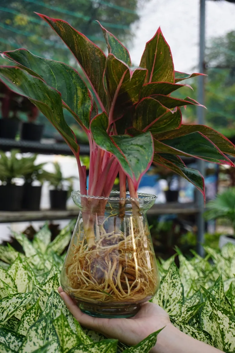 Nguồn cảm hứng décor đến từ cây phú quý hình ảnh