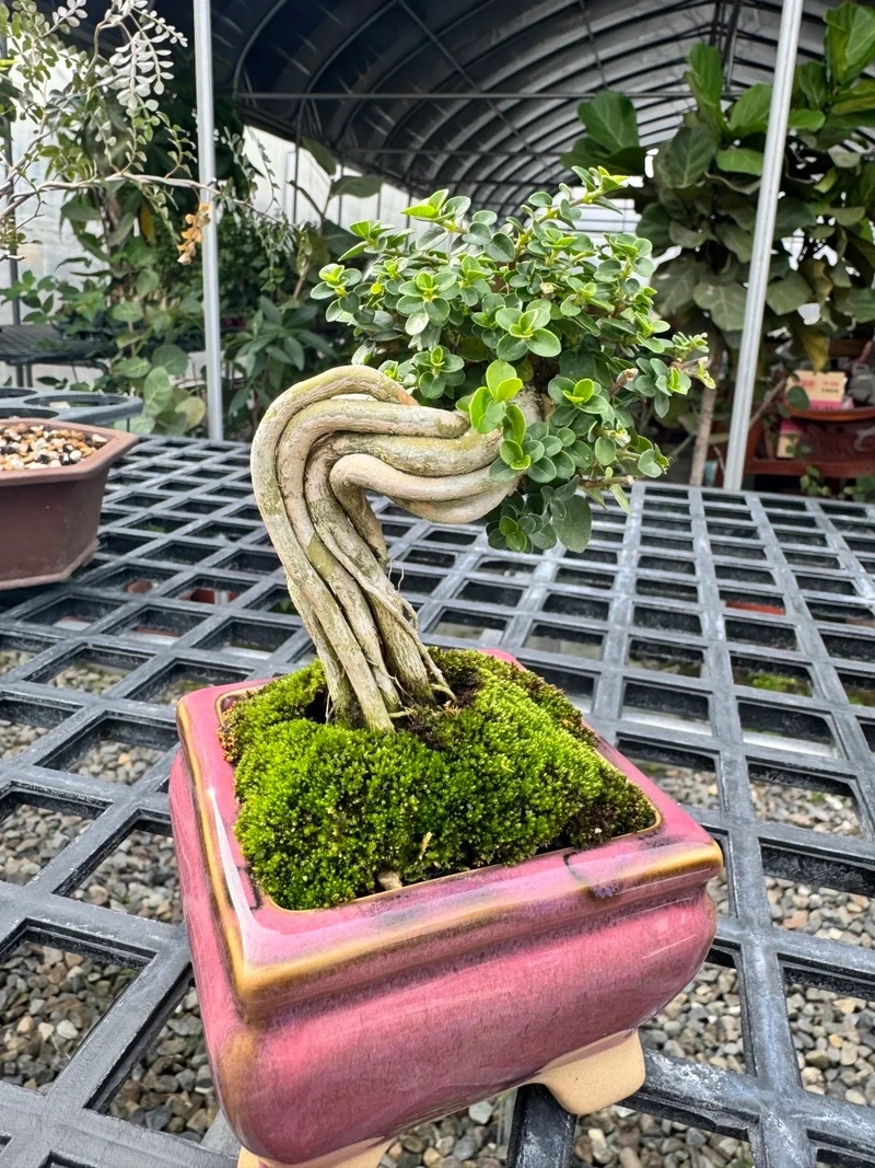 Vẻ đẹp tinh tế làm nên sức hút cây Sam Hương