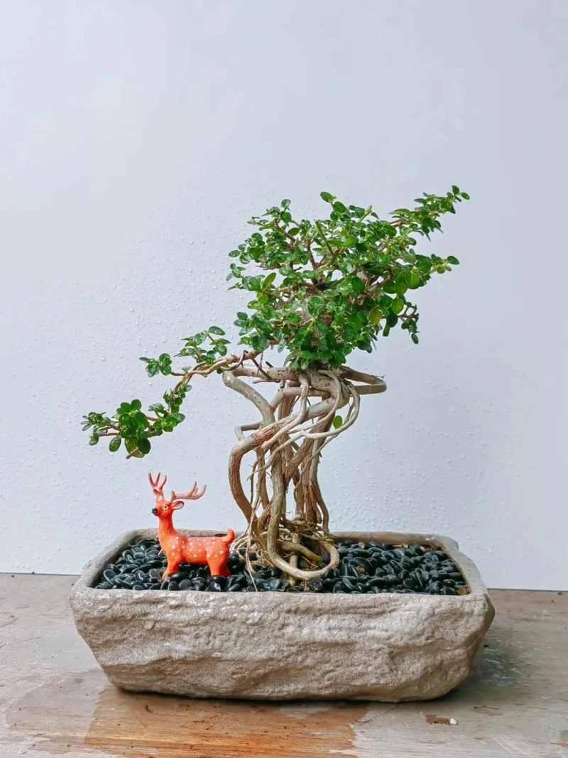 Cây sam hương mini nhỏ gọn dễ bố trí không gian