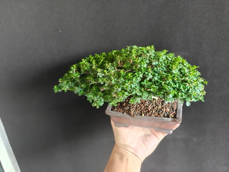 Cây sam hương dáng đẹp được nhiều người săn đón