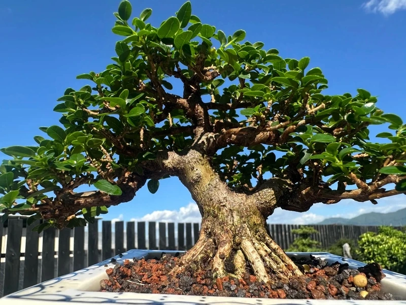 Cây sam hương bonsai mini phù hợp người mới chơi