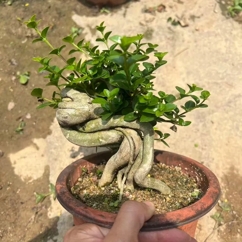 Cây sam hương phong thủy thu hút sinh khí may mắn