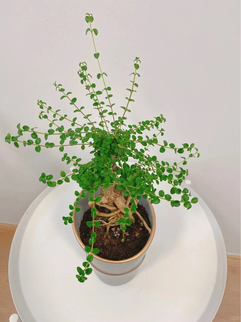 Cây sam hương để trong nhà xanh mát quanh năm