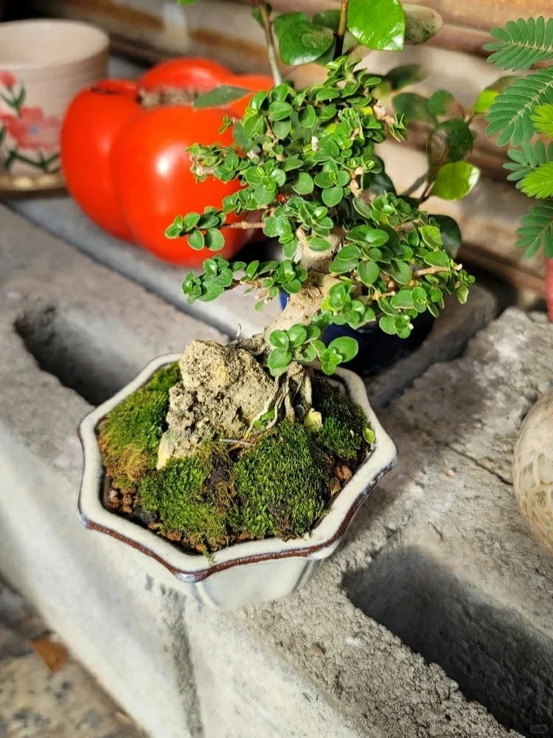 Cây sam hương tiểu cảnh tạo chiều sâu thẩm mỹ