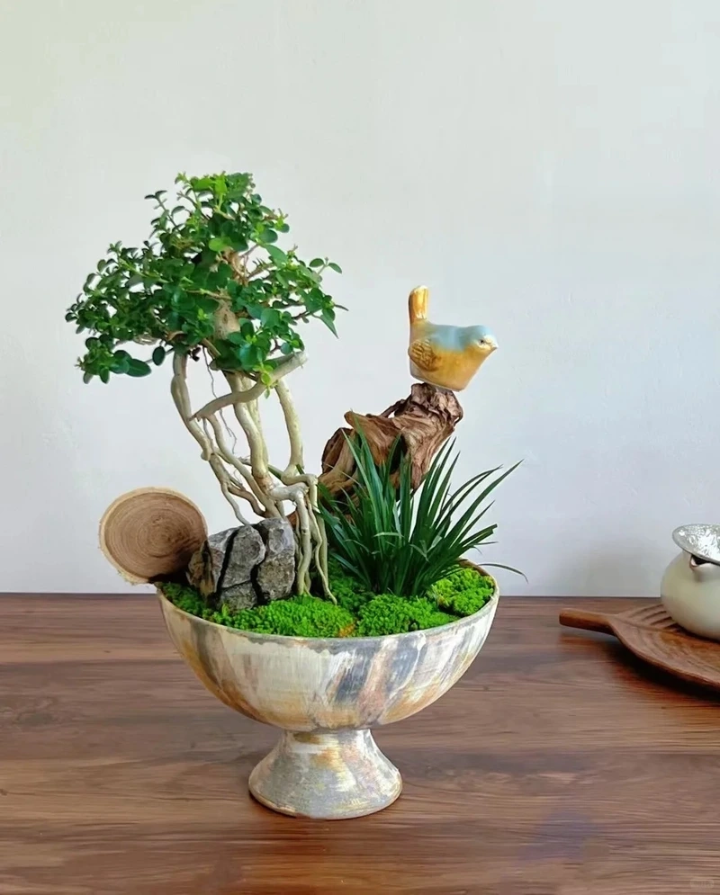 Cây sam hương để bàn làm việc tăng cảm hứng sáng tạo