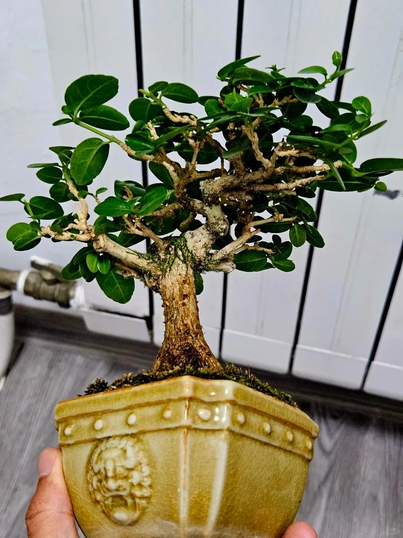 Cây sam hương cổ thụ mini mang nét xưa độc đáo