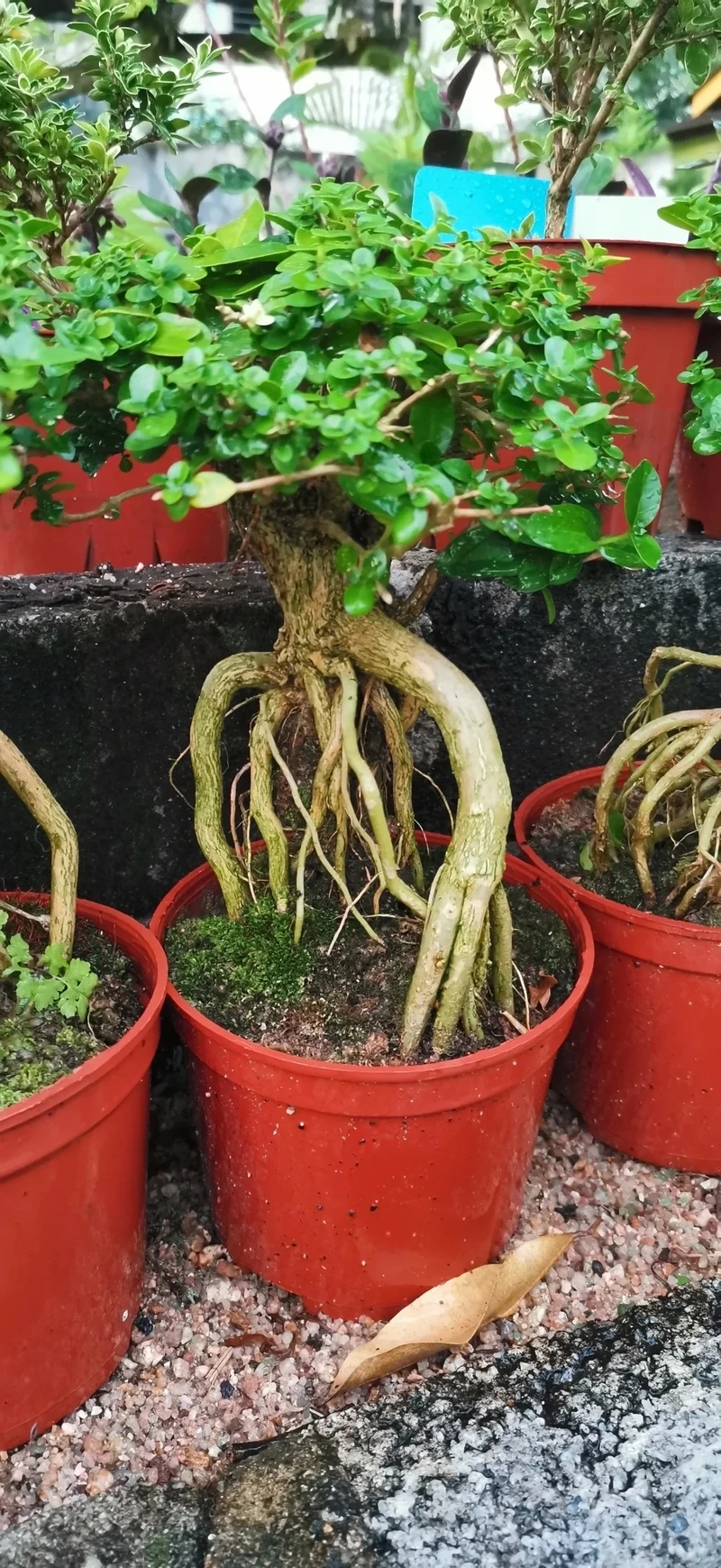 Cây sam hương bonsai nghệ thuật thể hiện gu tinh tế