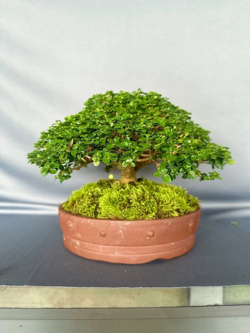 Cây sam hương decor nhà hợp nhiều phong cách