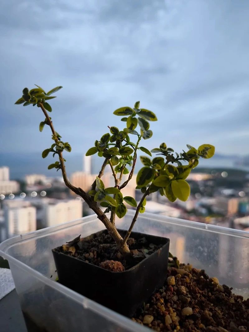 Cây sam hương trang trí phòng khách sang và nổi bật