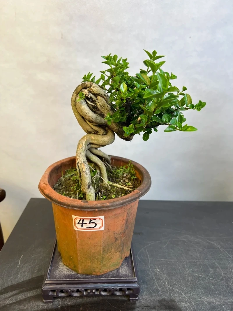 Cây sam hương dáng huyền mềm mại đầy nghệ thuật