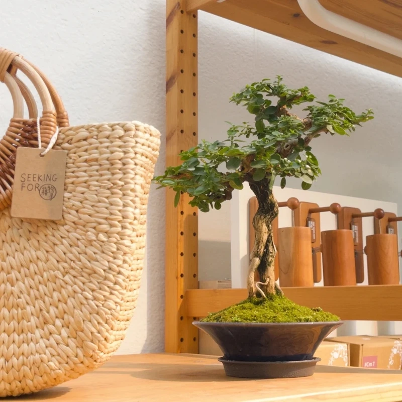 Cây sam hương bonsai đẹp càng ngắm càng mê