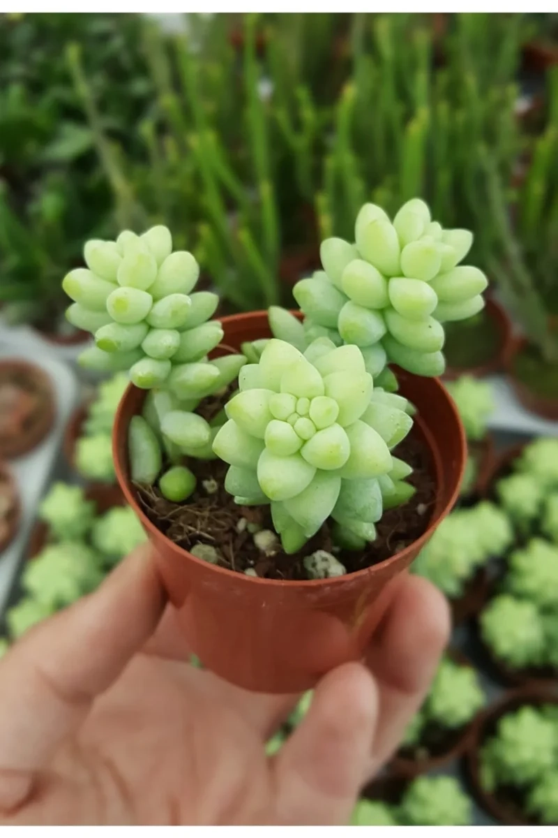 Ngắm ảnh cây sen đá chuỗi ngọc tuyệt đẹp