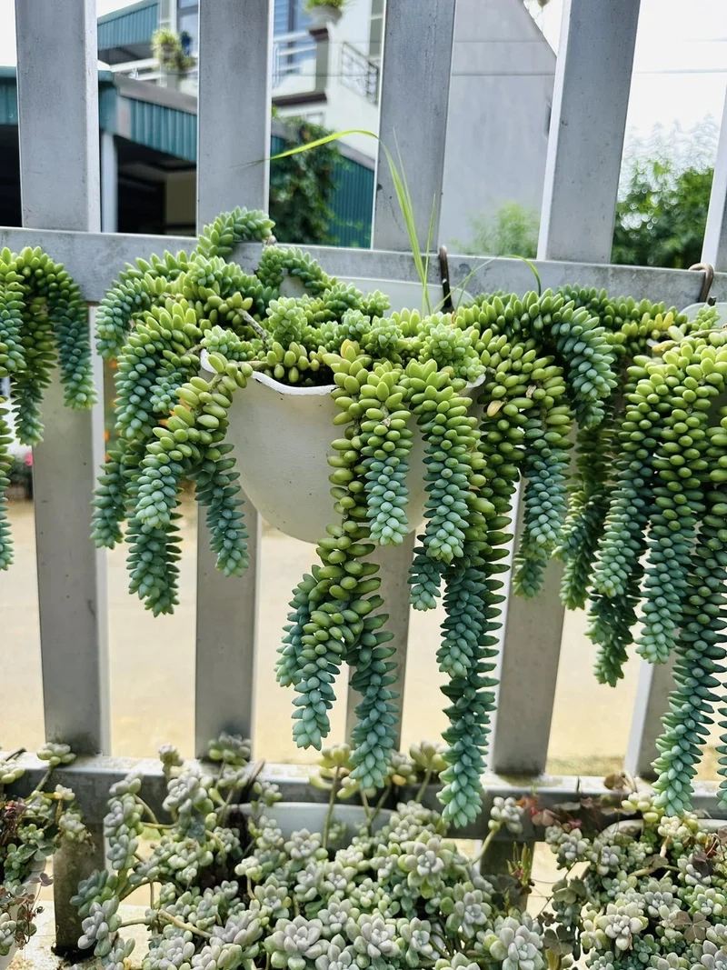 Sưu tầm sen đá chuỗi ngọc đẹp cực xinh