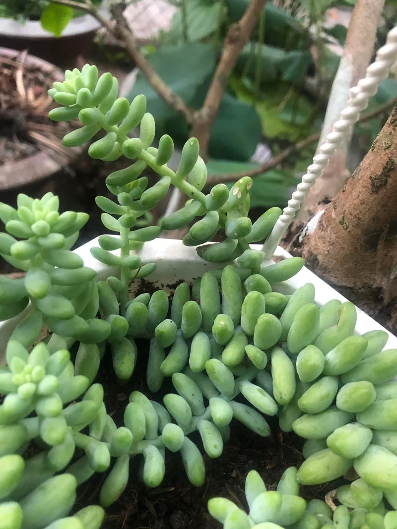 Khám phá hình ảnh sen đá chuỗi ngọc chất lượng