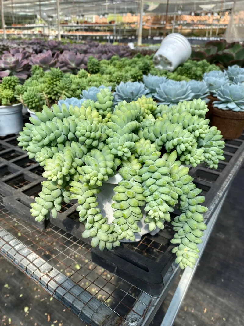 Ngắm chi tiết sen đá chuỗi ngọc 4k sống động