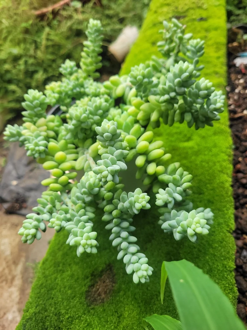 Lưu lại sen đá chuỗi ngọc pinterest cho bộ sưu tập