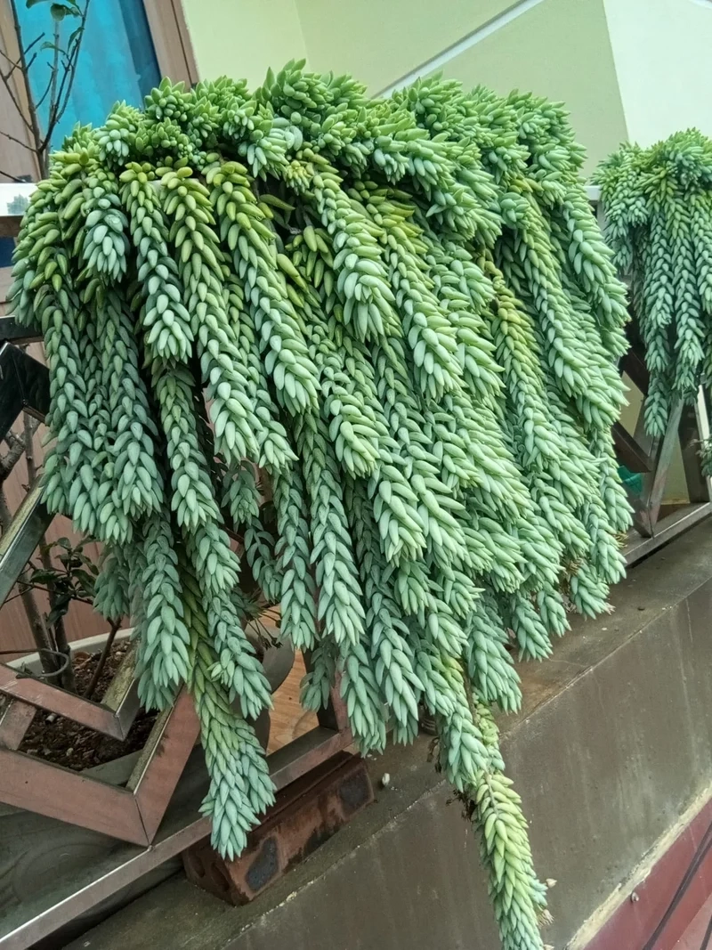 Chia sẻ trên sen đá chuỗi ngọc instagram độc đáo