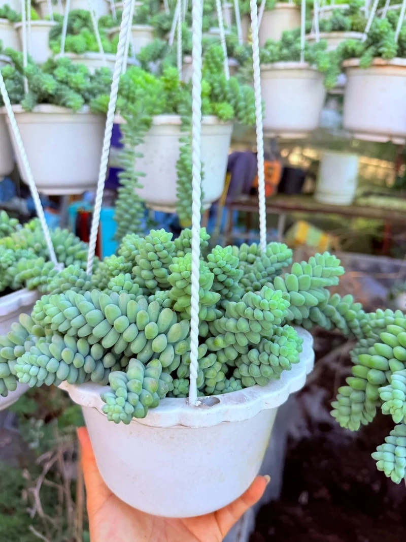 Cây sen đá chuỗi ngọc là gì và vì sao gây sốt