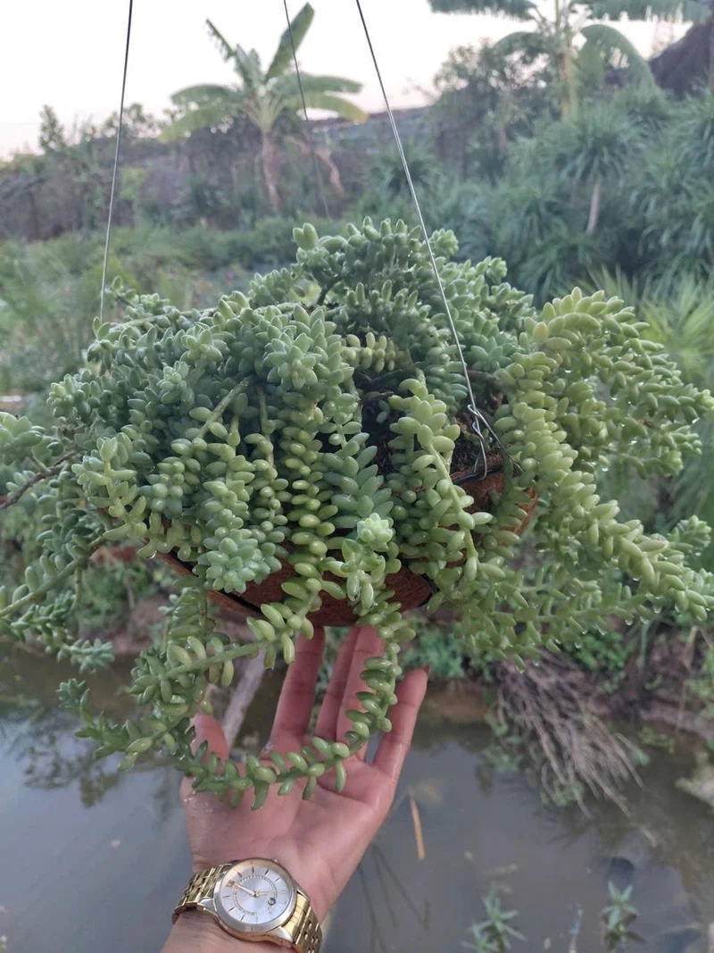 Trang trí nhà với cây sen đá chuỗi ngọc cây cảnh