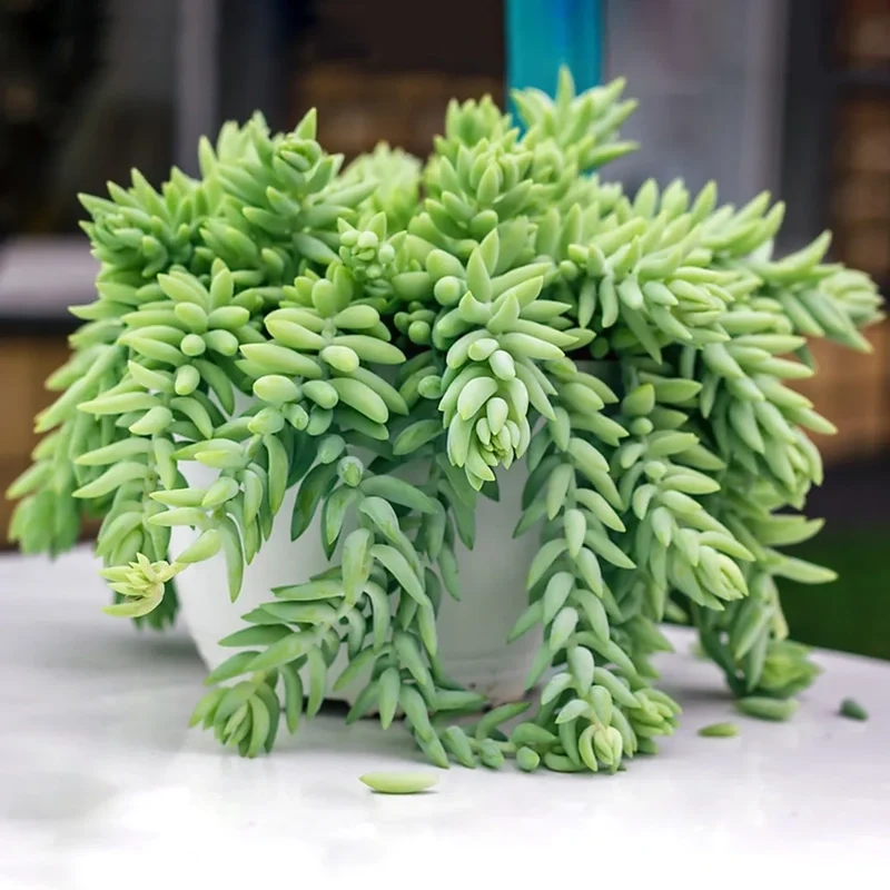 Trồng dễ dàng với sen đá chuỗi ngọc dễ trồng