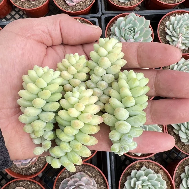 Khám phá sen đá chuỗi ngọc đà lạt tươi xanh