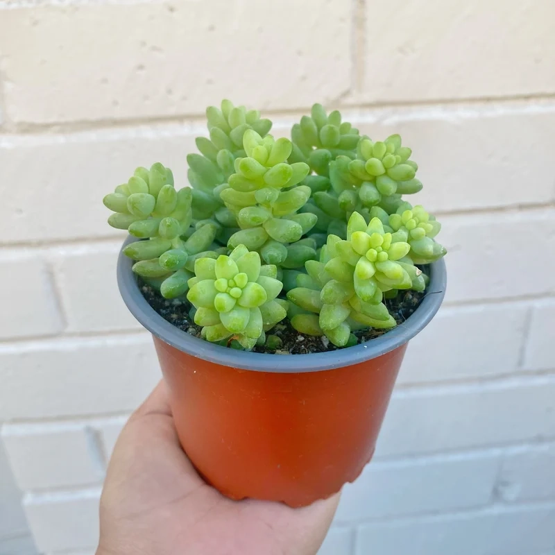 Decor sáng tạo cùng sen đá chuỗi ngọc decor