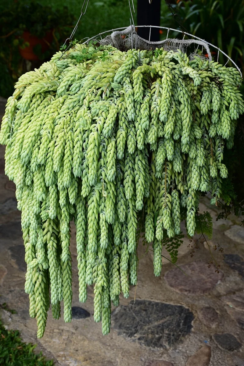 Nâng tầm không gian với cây sen đá chuỗi ngọc trang trí