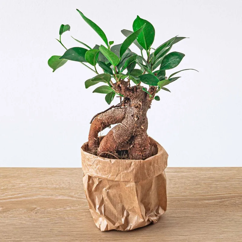 Sắc đỏ cây si đỏ bonsai quý