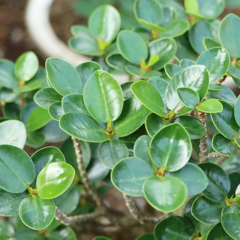 Kỹ thuật tạo dáng cây si chuẩn