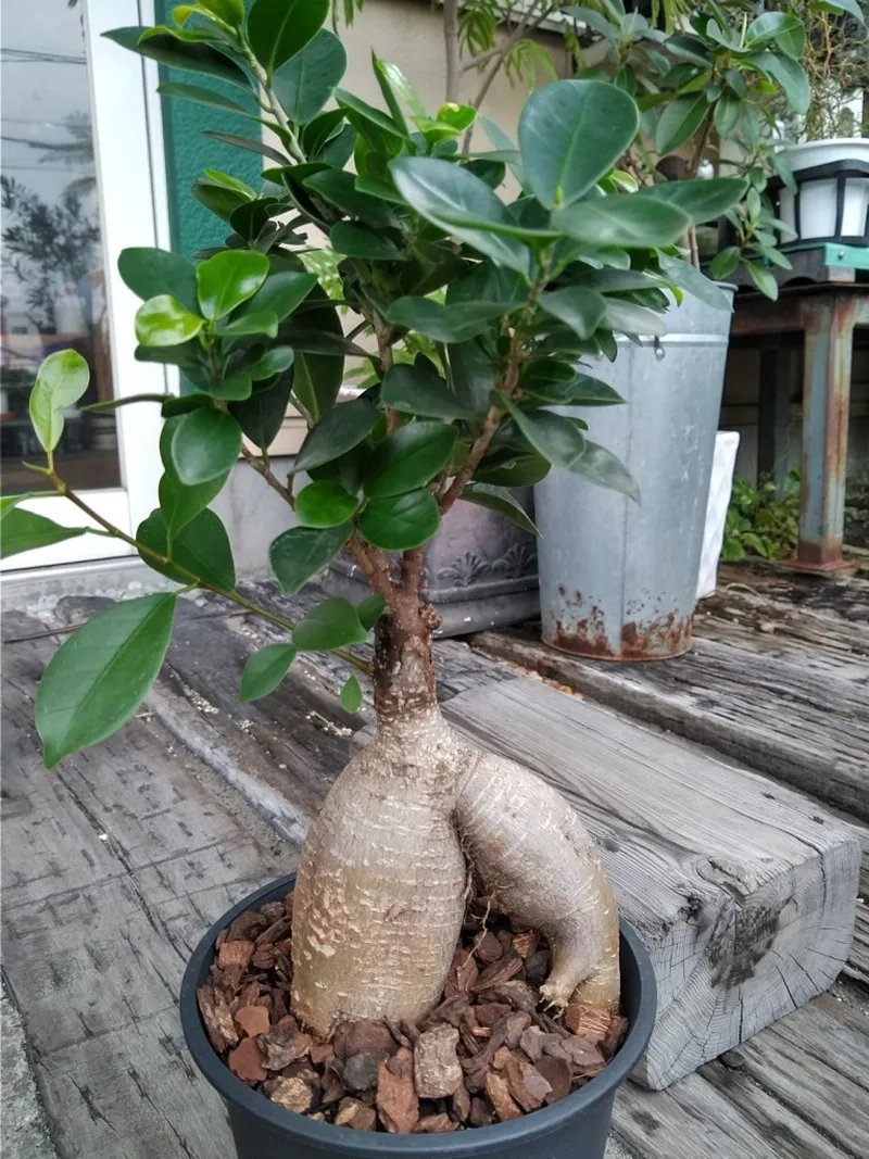 Các phôi cây si giá rẻ dễ trồng