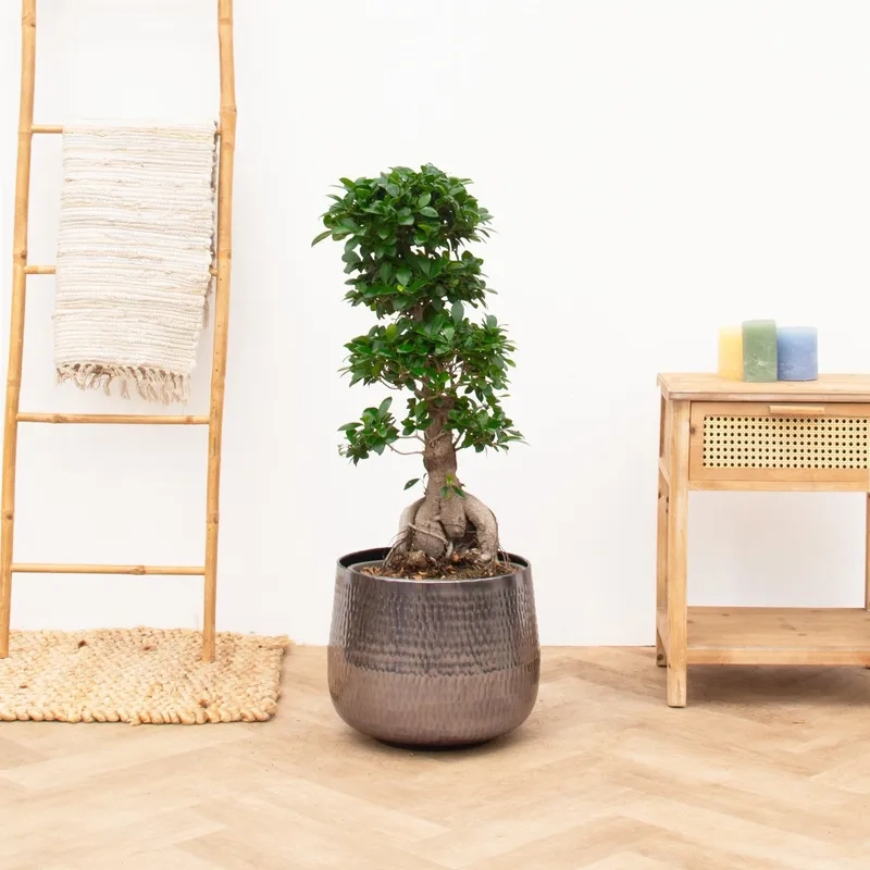 Mẫu si búp đỏ bonsai cực đẹp