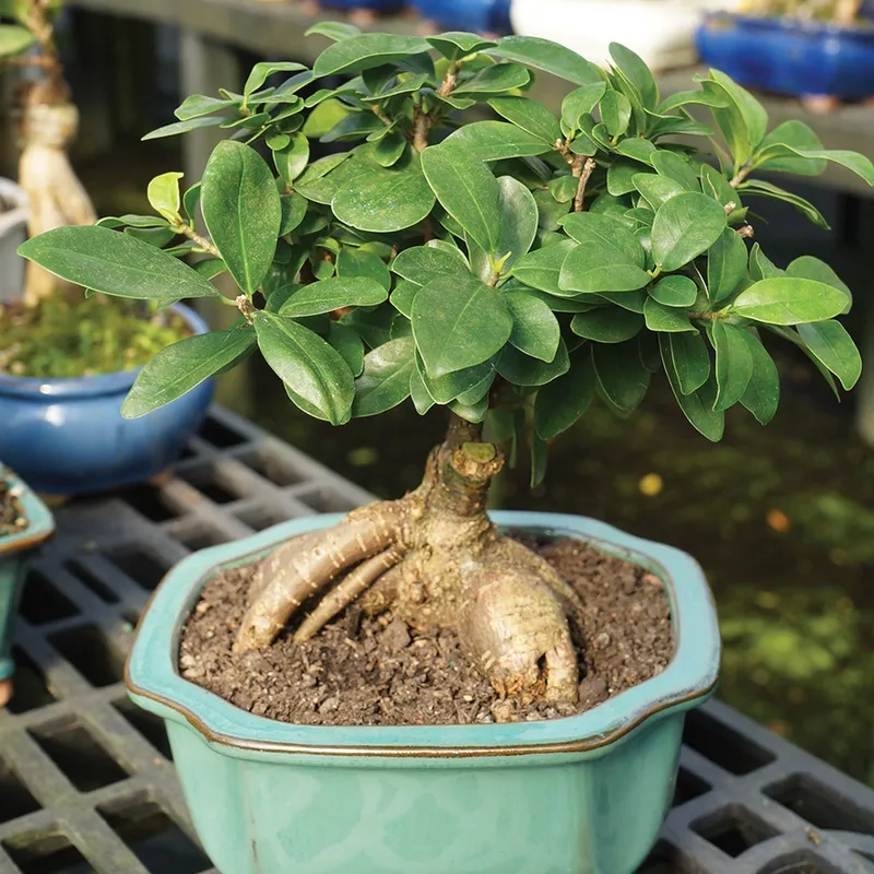 Cây si rô bonsai trĩu quả đẹp