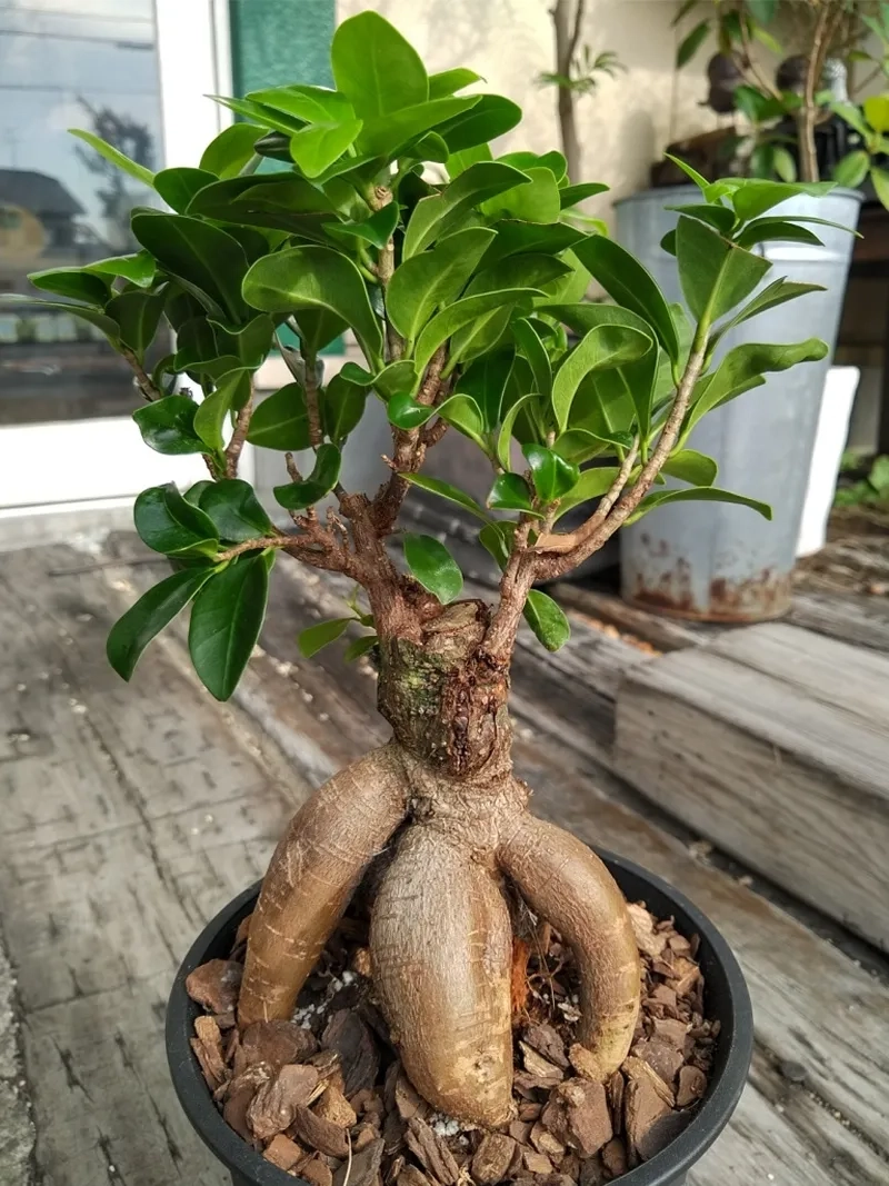 Mẫu cây si ôm đá nghệ thuật đẹp