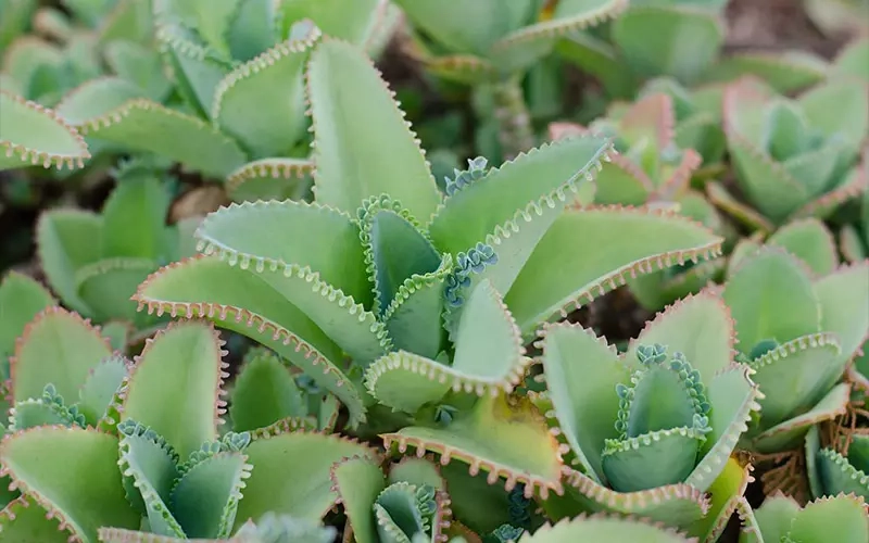 Sắc hoa sống đời rực rỡ mang lại cảm giác tươi mới mỗi ngày