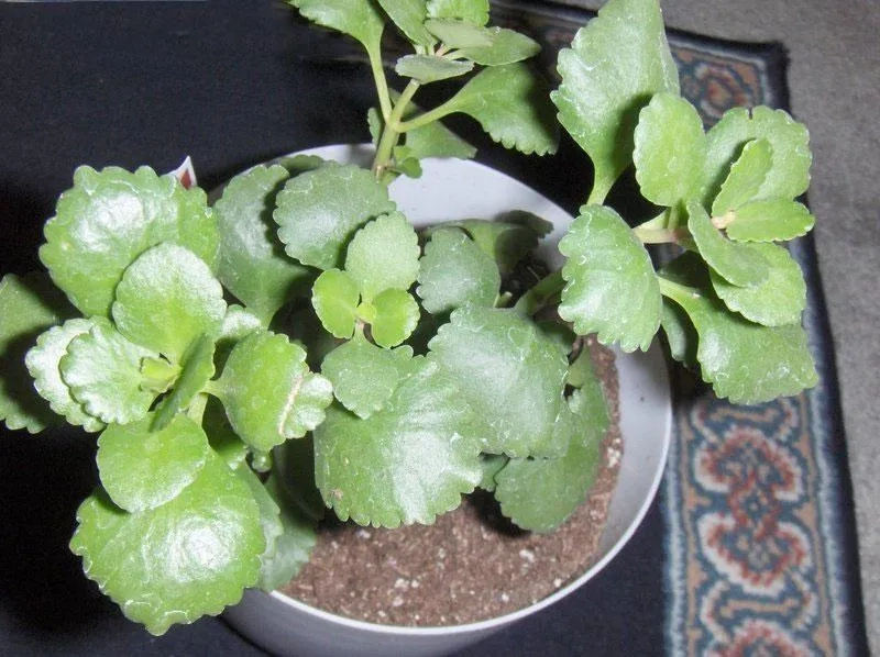 Những bông sống đời nhỏ xinh tạo điểm nhấn nhẹ nhàng cho không gian