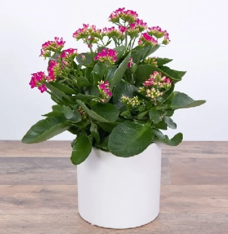 Bí quyết chăm sóc cây sống đời đúng cách giúp cây khỏe và bền