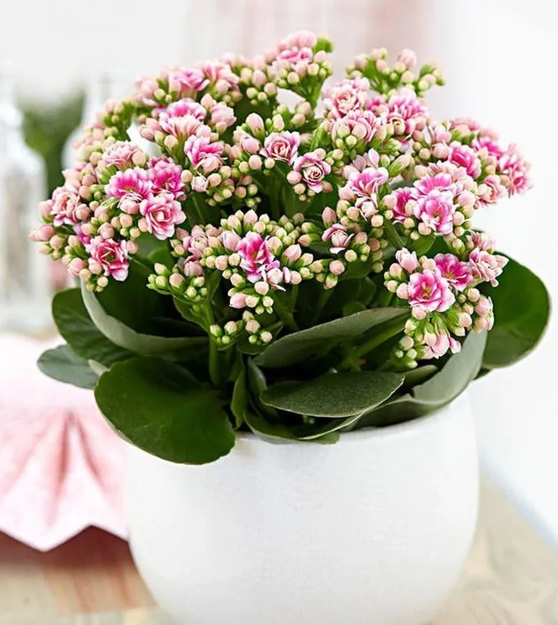 Áp dụng chăm sóc cây sống đời ra hoa cho sắc hoa lâu tàn