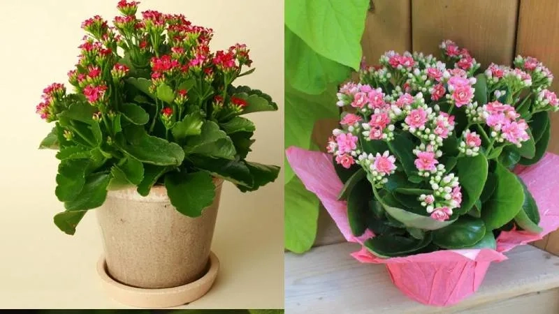 Mẫu chậu hoa sống đời đẹp phù hợp bàn làm việc và phòng khách